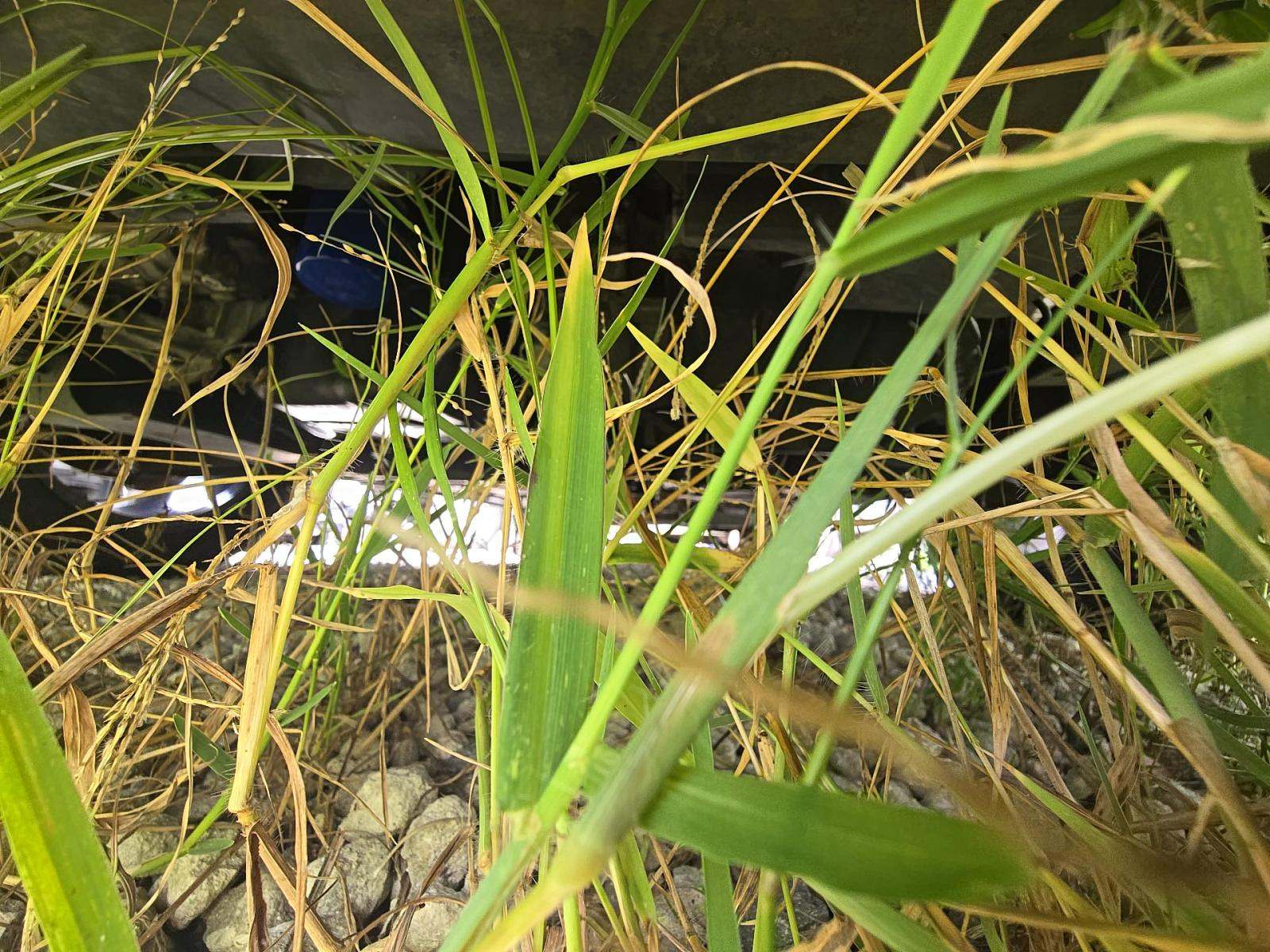 2015 Dodge Journey Crossroad FWD