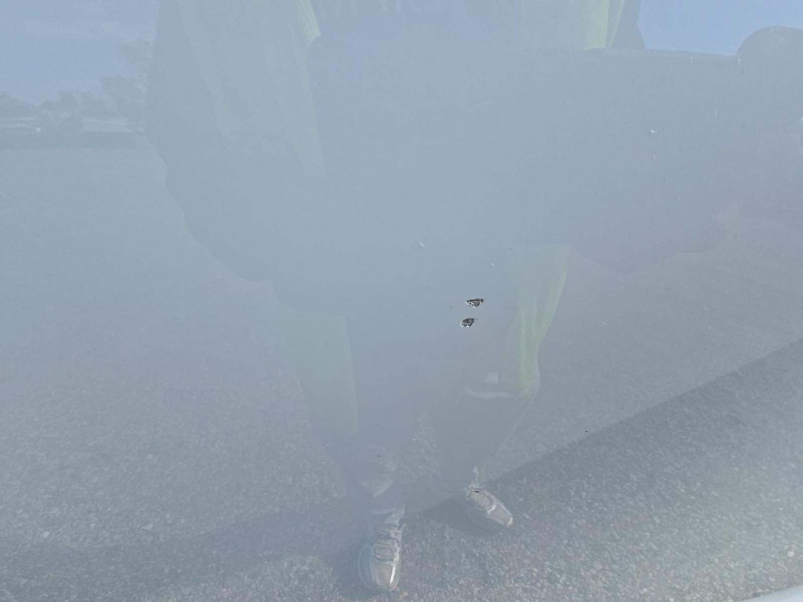 2024 Ford F-150 XLT AWD