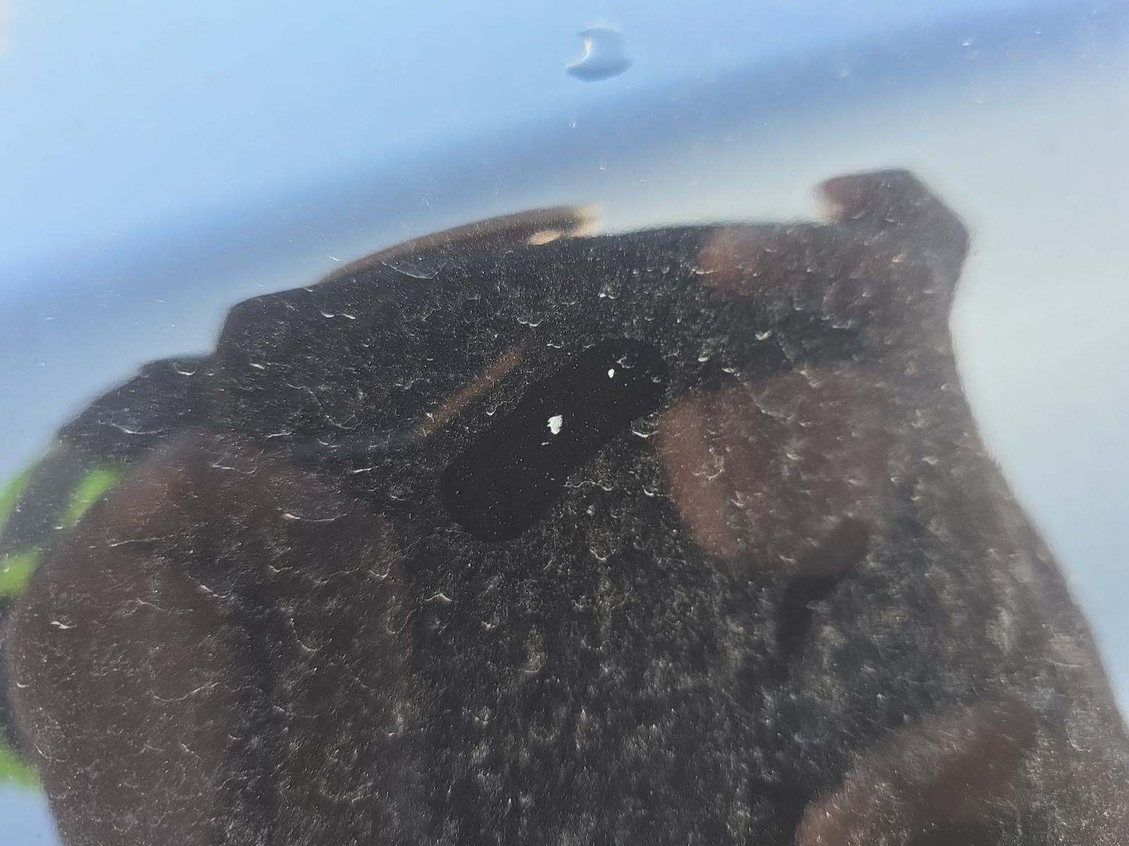 2022 Ford Escape Hybrid Titanium AWD