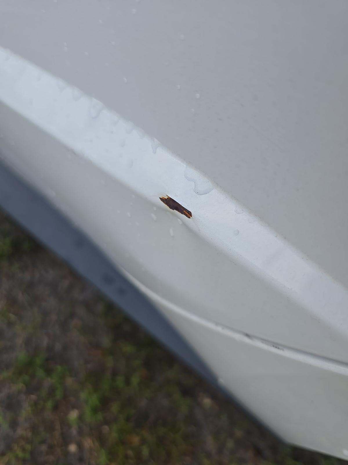 2020 Hyundai Sonata SE FWD