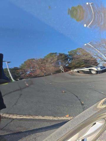 2019 Honda Odyssey EX-L FWD