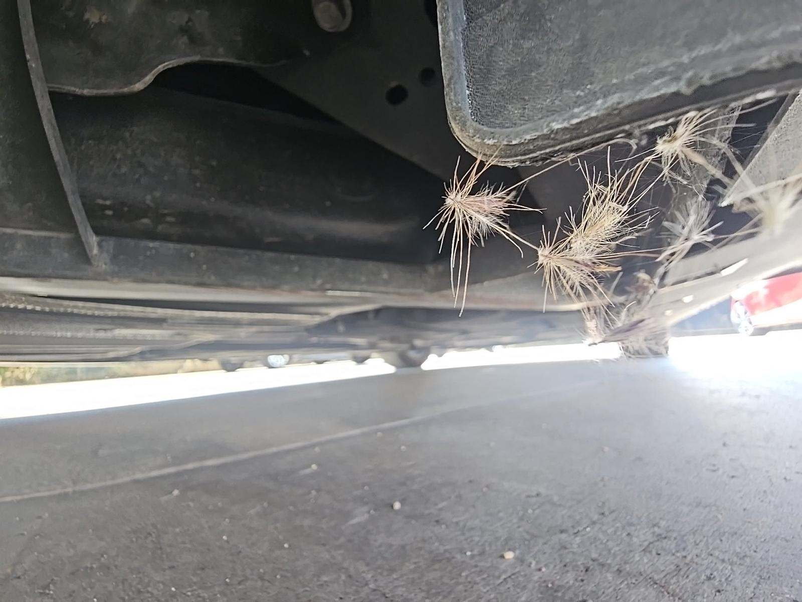 2024 Ford Mustang EcoBoost Premium RWD