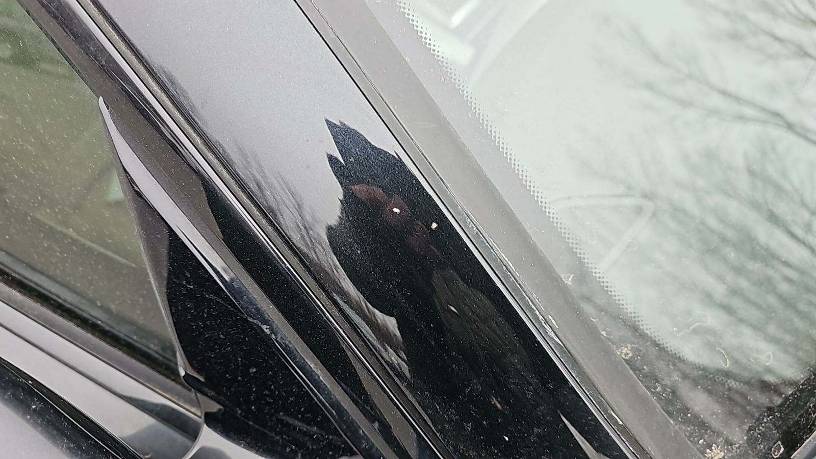 2016 BMW 4 Series 435i xDrive M SPORT LINE AWD